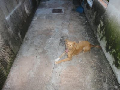 PARA ADOÇÃO - 12/08/2011 - 20:07